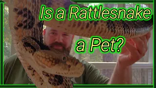 Rattlesnakes don't qualify as pets!   Do they?