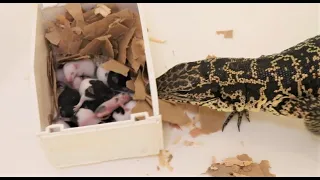 Lizards terrorize a nest of baby mice - Part 1