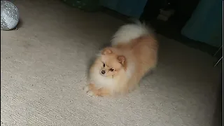 ЗЛОЙ ШПИЦ / ANGRY POMERANIAN