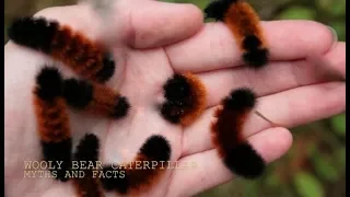 THE WOOLLY BEAR CATERPILLAR-MYTHS and FACTS with Chris Walklet