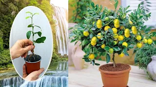 Топ 10 комнатных растений из косточки - Посадка,выращивание,уход. Как вырастить лимон из косточки