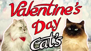CAT'S Valentine's Day || LOVE STORY || EPISODE 1 || The Savitsky Cats