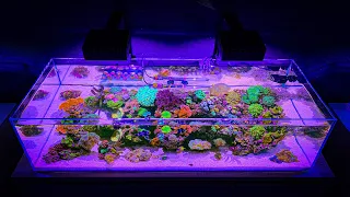 A Year Ago I Set Up a Shallow Reef Tank, Aquarium Update