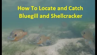 How to find and catch loads of bluegill and shellcrackers.  #breamfishing
