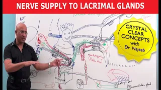 Nerve supply to Lacrimal Glands | Neuroanatomy