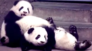 Aww 🔥 Funny And Cute Panda Compilation  🔥 Panda Love - 2020 Clip 5