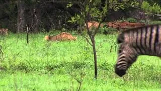 The Chase at MalaMala Game Reserve