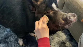 How Mabel Gets her Eyes Cleaned | “Mini Pig”