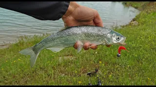 თევზაობა თბილისის ზღვაზე 🎣გიგანტი შამაია 🐟 ასევე ქარიყლაპია და ქორჭილები 2023 აპრილი.