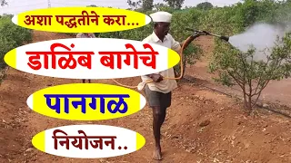 Dalimb Pangal Niyogen || डाळिंब बागेची पानगळ फवारणी व त्याचे प्रमाण / कृषी टॉकीज 🌾