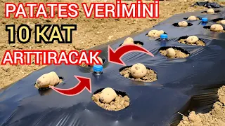 Patates Verimini 10 Kat Arttıran  Yöntem , An Unusual Potato Planting Method