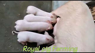 Royal pig farming  Yorkshire pig  best quality breed think you for watching