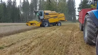 Harvesting barley. Ohran puintia.