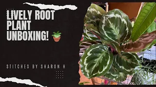 Lively Root Plant Unboxing | Check out my beautiful Calathea Medallion Plant from Lively Root!  🪴🍃