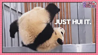 (SUB) Spider Panda?! Baby Panda RuiHui Can Cling To Everywhere!🐼│Panda World