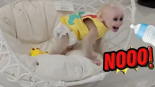 Baby Monkey SUGAR Refuses Drinking Milk Mom So Worried