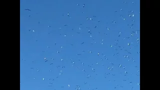 850,000 pairs of Sooty Terns at Bird Island