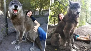 A Shelter Saved This Giant Wolfdog, Then a DNA Test Showed Why It Was So Big