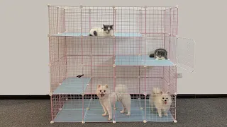 DIY - How To Make Modern House For Pomeranian Dog & Scottish Cat With Cube Grid Storage | MR PET #84