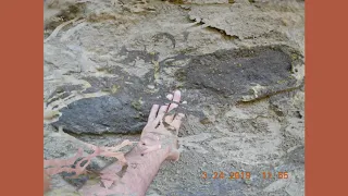 Mudfossil slide show