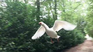 Domestic goose flying
