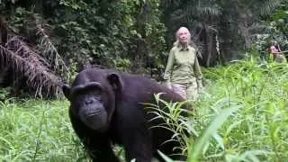 The Story of Wounda the Chimpanzee