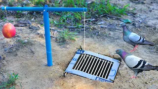 Build Underground Trap Using Blue Pipe Cardboard and a Apple Fruit _ Easy Bird Trap Working 100%