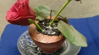 flower pot cake without fondant