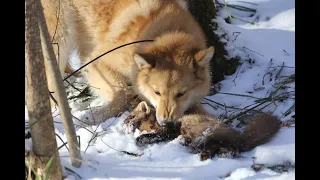 Натаска молодых лаек по кунице