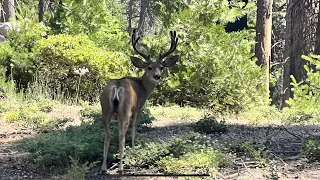 D Zone Archery Deer Opener!! | BUCK DOWN!!! |