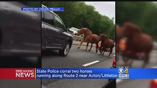 State Police Corral Horses Running Along Route 2