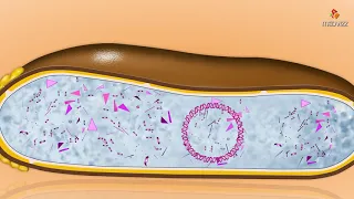 Life cycle of bacteriophage - Microbiology animations