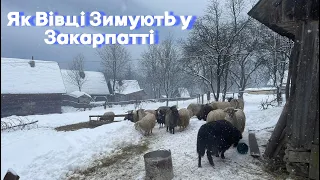 Серце Закарпатської Зими: Вівці та Кінь у Селі Брустури