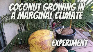 GROWING COCONUT PALMS in MARGINAL CLIMATES | My EXPERIMENT IN HARDINESS