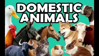 DOMESTIC ANIMALS | Learn Domestic Animals Sounds and Names For Children, Kids And Toddlers