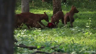 Wild dogs  (Dhole) hunting