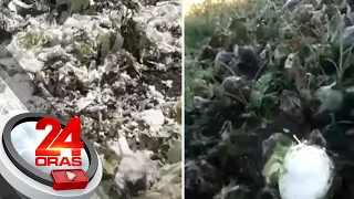 Magsasaka sa Benguet, sinira ang sariling pananim dahil sa sama ng loob matapos hindi... | 24 Oras