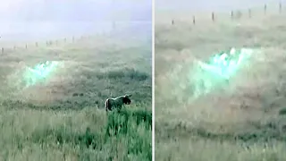This Rancher Noticed This On His Trail Cam Next To His Cattle But Couldn't Explain What It Caught