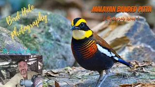 Amazing Birds of Thailand  | Birding at Si Phang Nga National Park  |