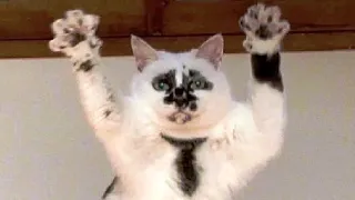 Funny cats and dogs😆 Funny animal videos - Funny animals 174