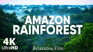 AMAZON RAINFOREST in 4K ULTRA HD  - Amazing Beautiful Landscape | Aerial Drone | Scenic Relaxation