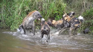 DOGS ATTACK HYENAS