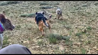 Decoy Doggin with Wyoming Predator Hunts LLC 2020