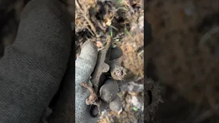 НЕ В-Л, но все равно находка🔥 🔥 🔥 #коп #ww2 #война #коп_по_войне #shorts #находка #metaldetecting