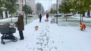 The First Snow in My Neighbourhood. St Petersburg, Russia (28th of October, 2023)