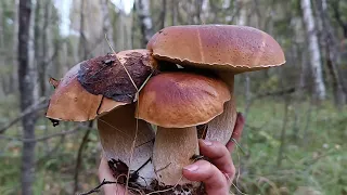 Лучший сбор грибов бывает и в понедельник!