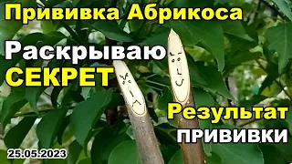 Раскрываю СЕКРЕТ как УЛУЧШИТЬ результат прививки дерева абрикоса | 25 мая 2023 г.