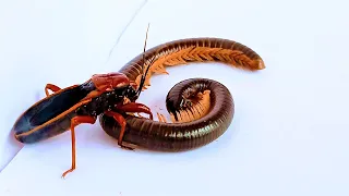 Brutal Millipede assassin vs Millipede fight: Insect Assassination captured live