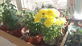Как зимой сохранить хризантему мультифлора дома? мой опыт