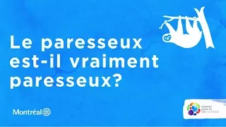 Le paresseux du Biodôme de Montréal est-il vraiment paresseux?